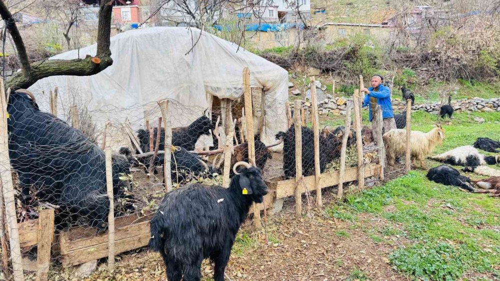 Sokak köpekleri ağıla girdi, 18 keçi öldü