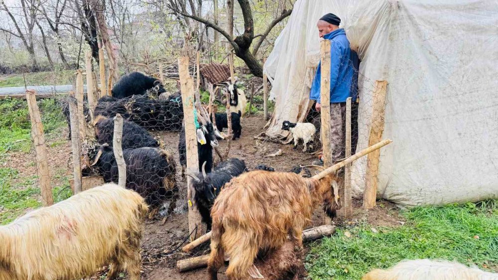 Sokak köpekleri ağıla girdi, 18 keçi öldü