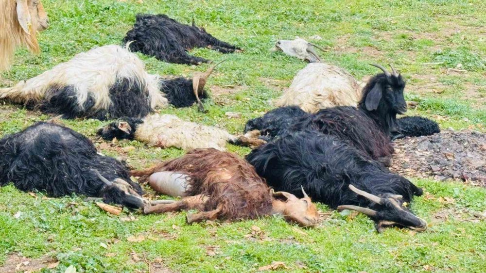 Sokak köpekleri ağıla girdi, 18 keçi öldü