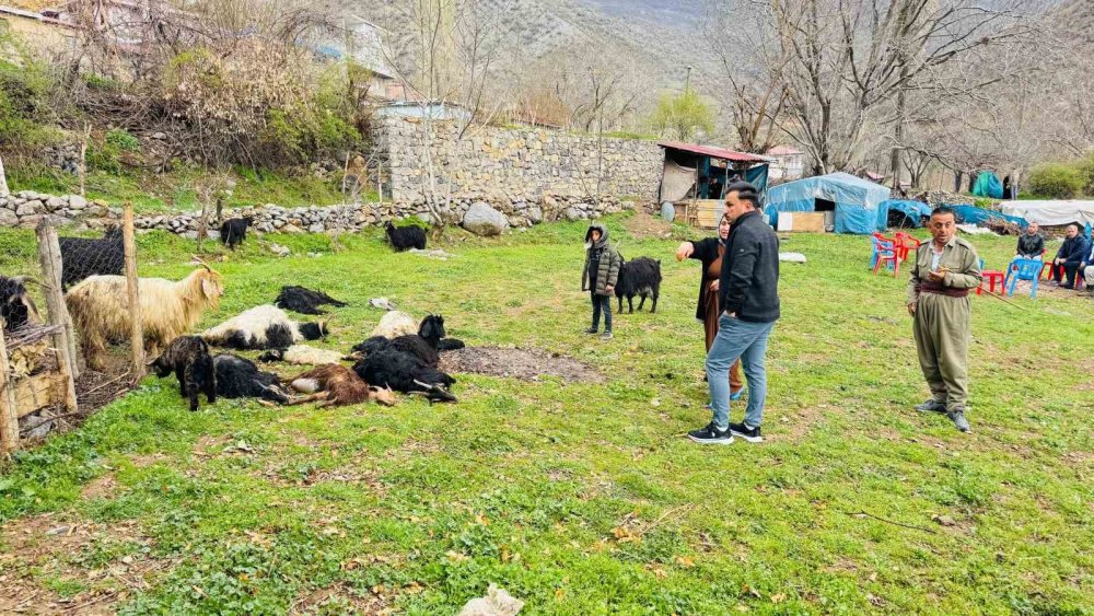 Sokak köpekleri ağıla girdi, 18 keçi öldü