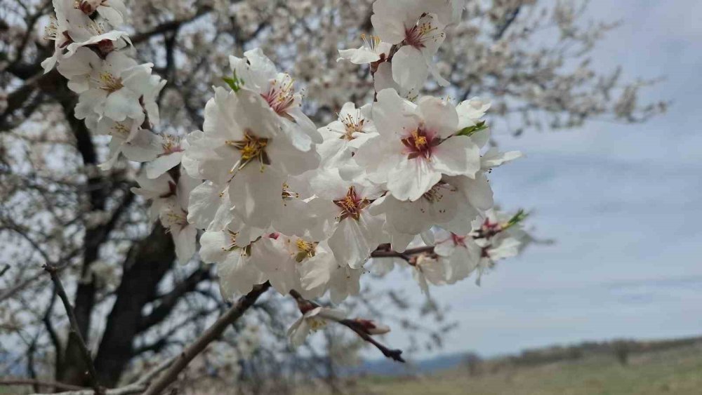 Tunceli’de nisan ayında kar yağışı etkili oldu