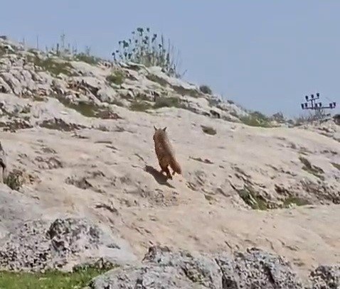 Adıyaman Gümüşkaya Köyünde sırtlan görüldü