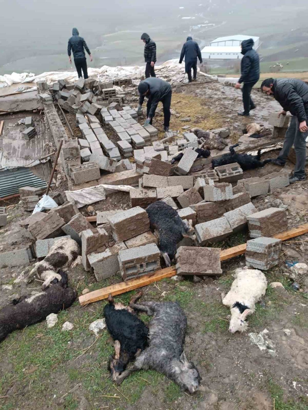 Otluca'da çöken ahırdaki 25 küçükbaş hayvan telef oldu