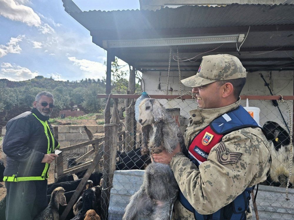 Musabeyli'de kayıp 26 küçükbaş hayvan ormanlık alanda bulundu