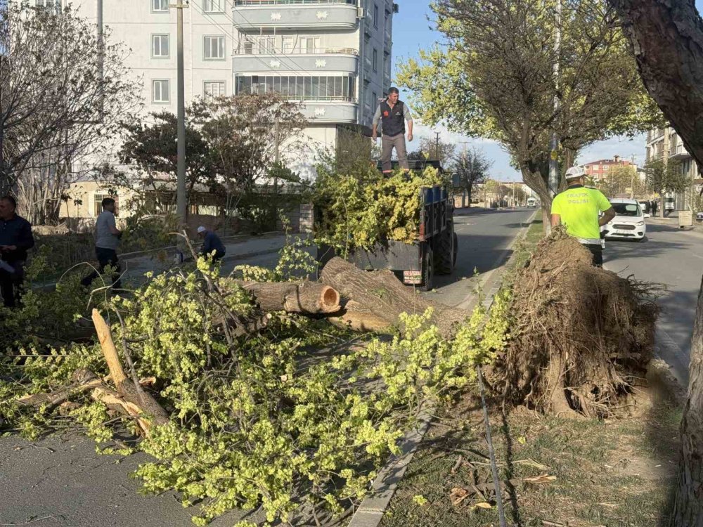 Seyir halindeki aracın üzerine ağaç devrildi, sürücü yaralandı