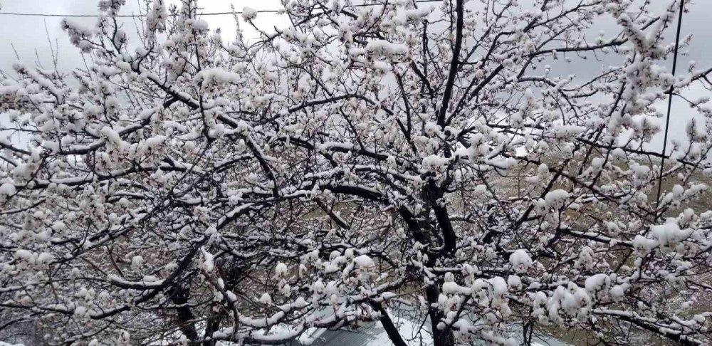 Çiçek açan meyve ağaçlarını don vurdu
