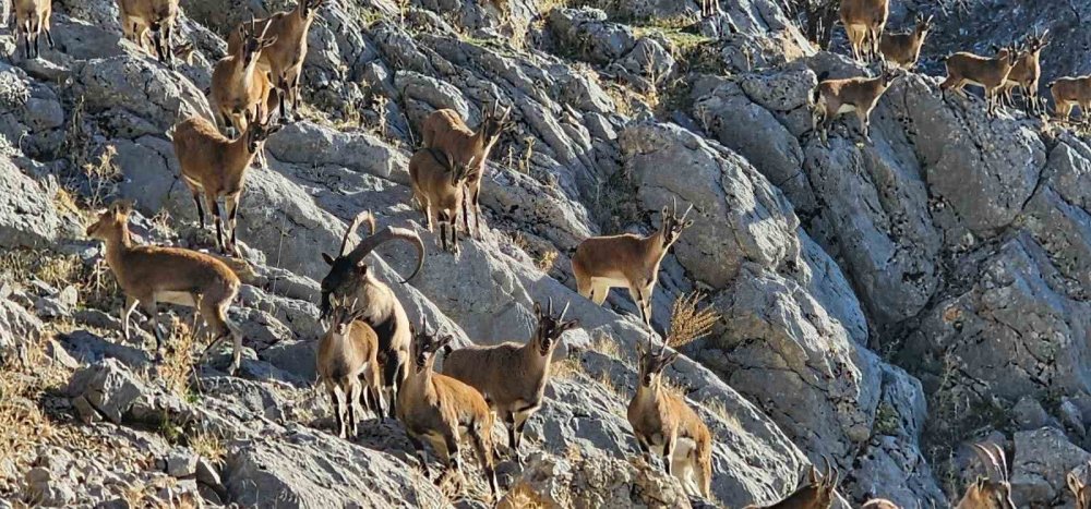 Nemrut’taki yaban yaşamı ilgi çekiyor