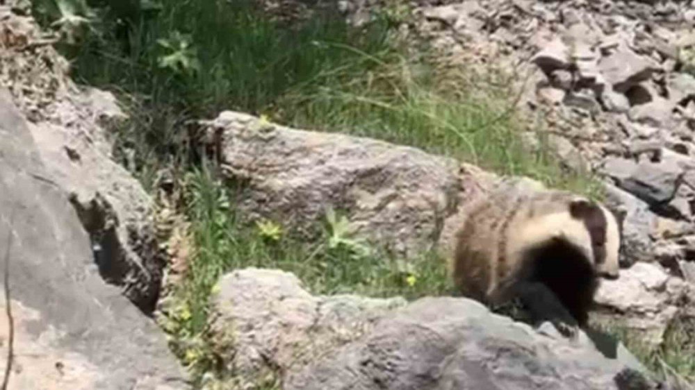 Sason'da ’porsuk’ görüntülendi