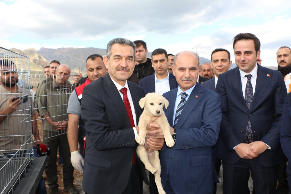 Şırnak'ta sokak hayvanları yeni merkezde toplanacak