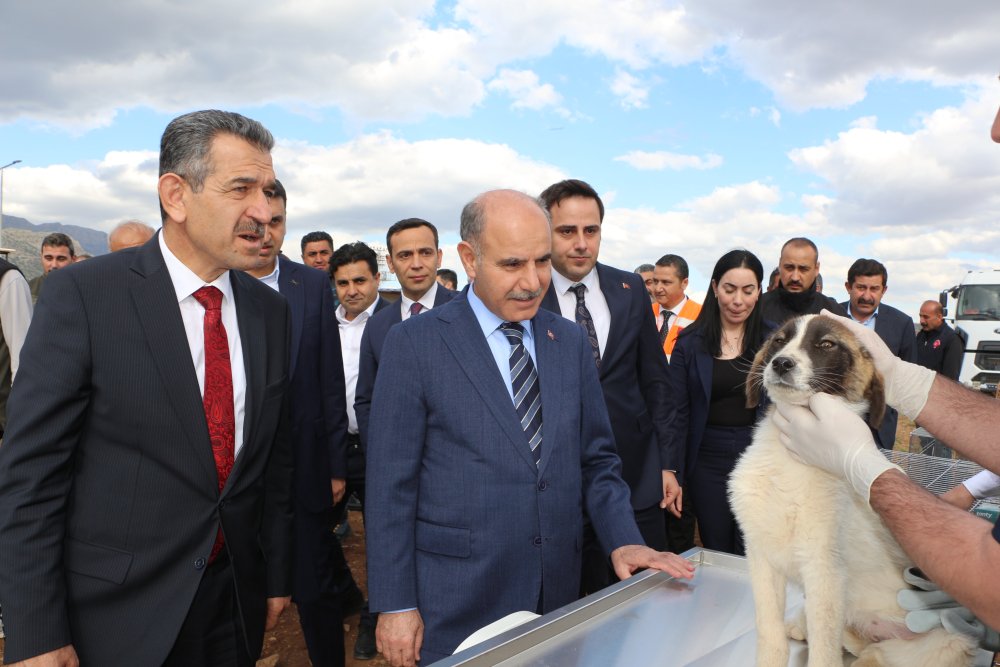 Şırnak'ta sokak hayvanları yeni merkezde toplanacak