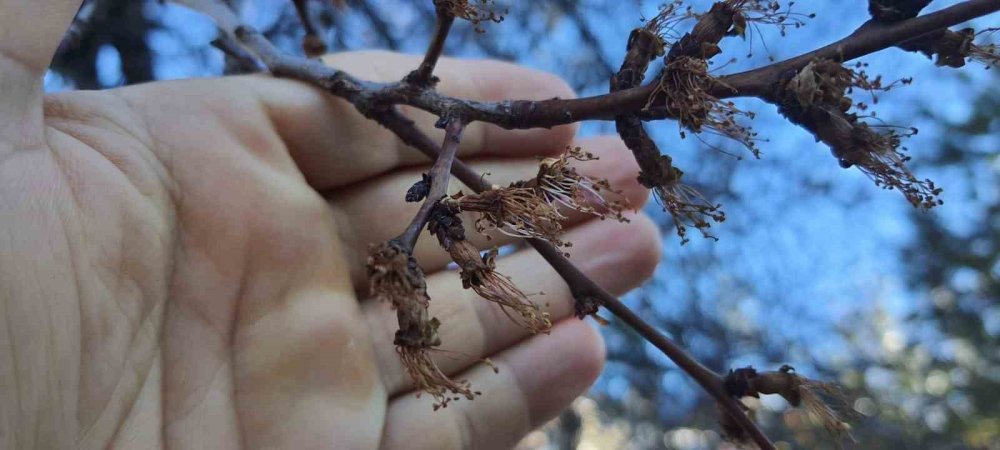 Erzincan geneline zirai don vurdu