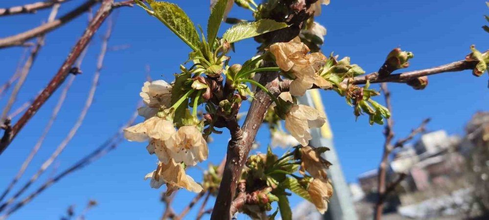 Erzincan geneline zirai don vurdu