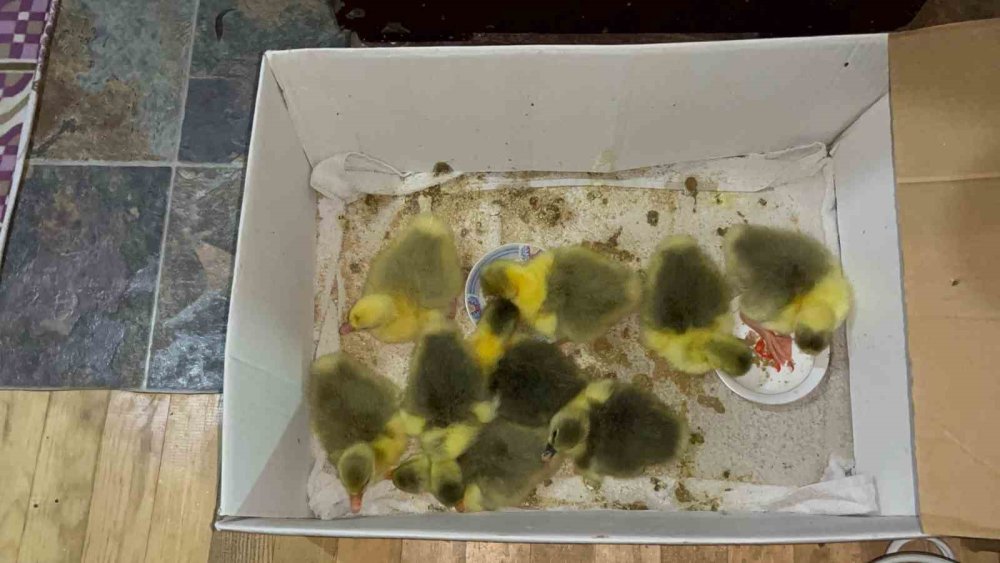 Kars’ta kazlar kuluçkaya yattı, yılın ilk yavruları çıktı