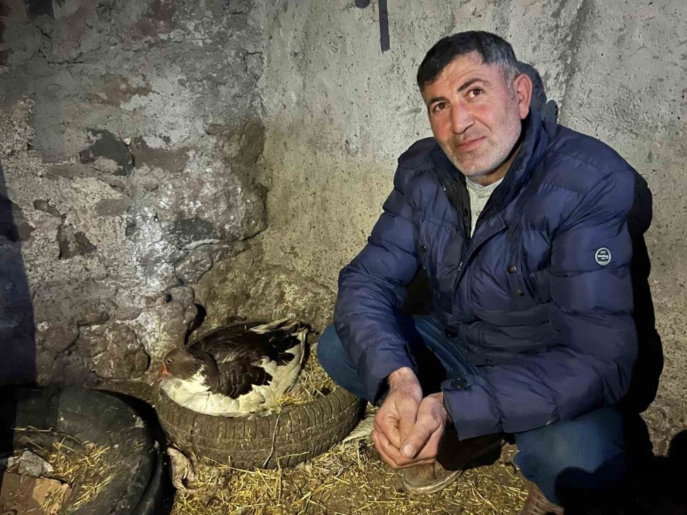 Kars’ta kazlar kuluçkaya yattı, yılın ilk yavruları çıktı