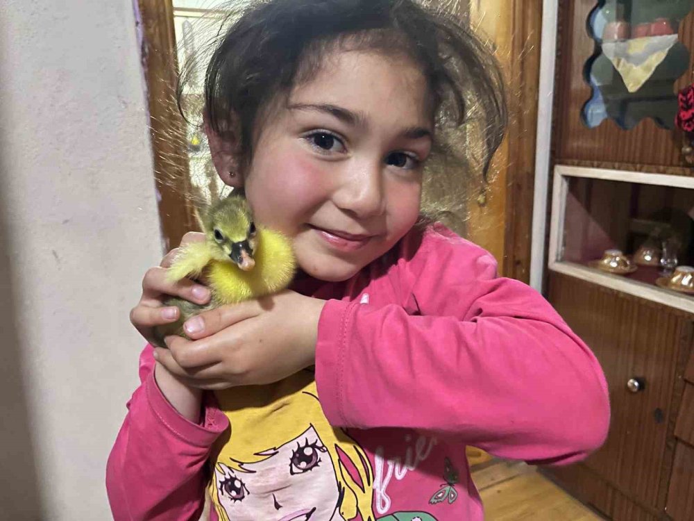 Kars’ta kazlar kuluçkaya yattı, yılın ilk yavruları çıktı