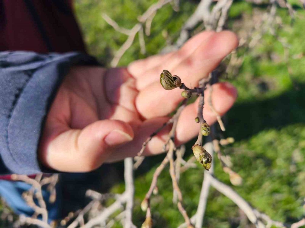 Tunceli'de dut merkezini zirai don vurdu