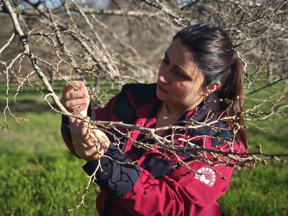 Tunceli'de dut merkezini zirai don vurdu