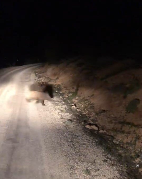Elazığ’da domuz sürüleri görüntülendi