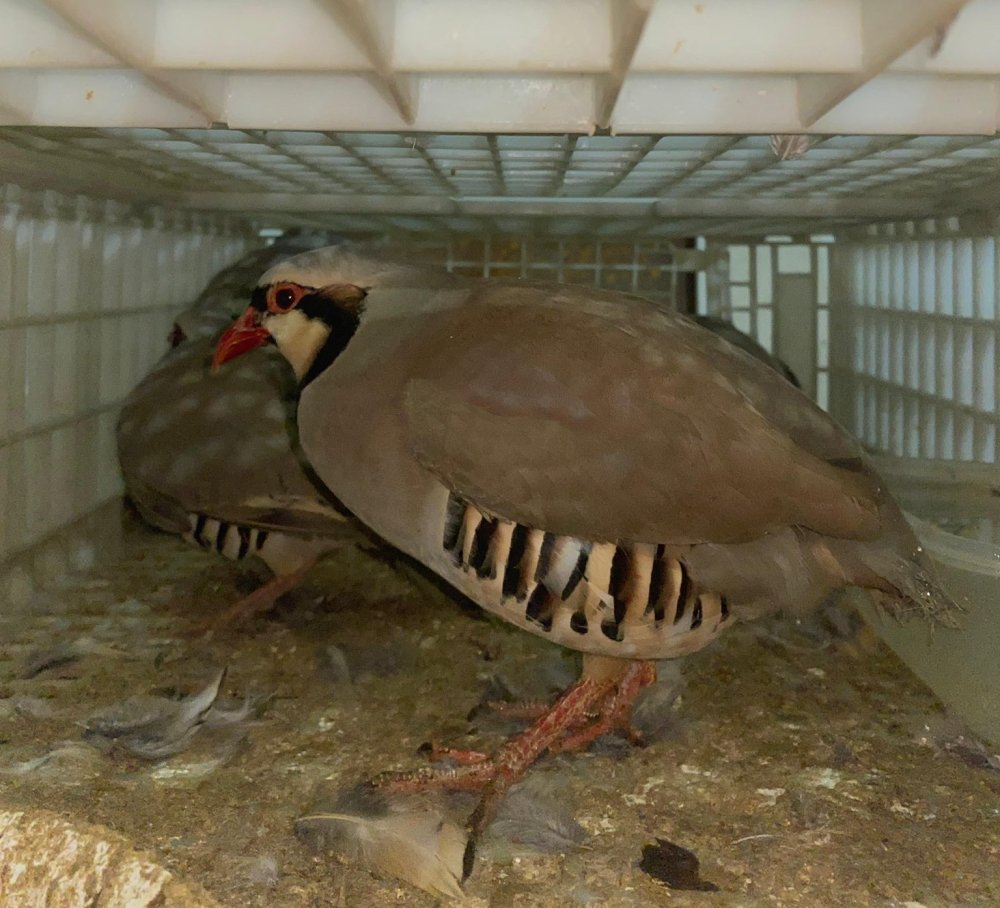 Şırnak’ta keklik avcılarına geçit verilmedi