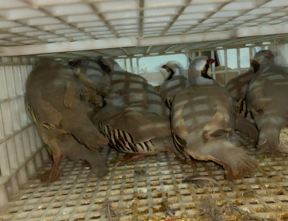 Şırnak’ta keklik avcılarına geçit verilmedi