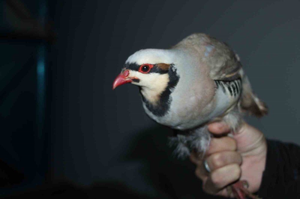 Cizre’de yasadışı kınalı keklik ticaretine 76 bin 500 lira ceza kesildi