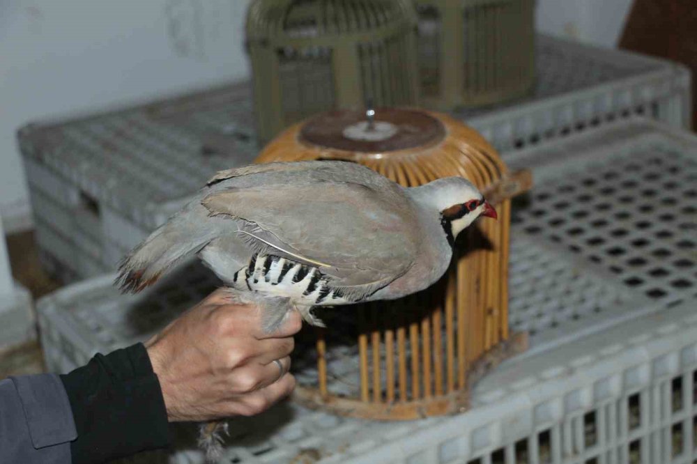 Cizre’de yasadışı kınalı keklik ticaretine 76 bin 500 lira ceza kesildi