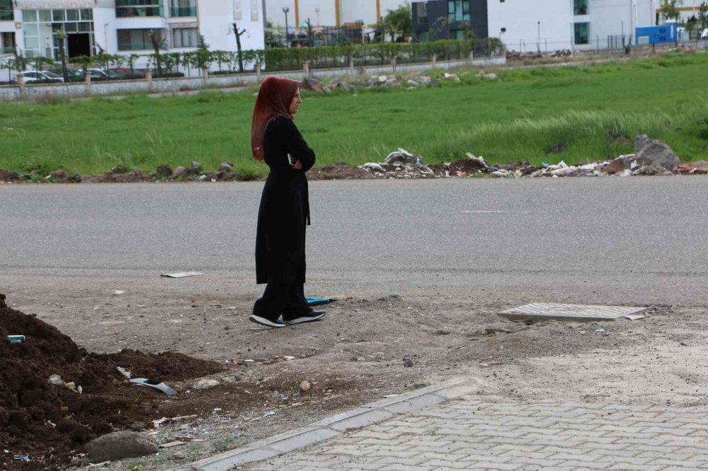 Diyarbakır’da başıboş sokak köpeği saldırıları: 12 saldırgan köpek belediye tarafından toplatıldı