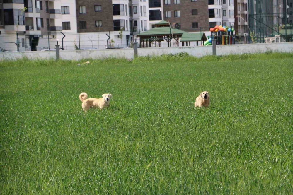 Diyarbakır’da başıboş sokak köpeği saldırıları: 12 saldırgan köpek belediye tarafından toplatıldı