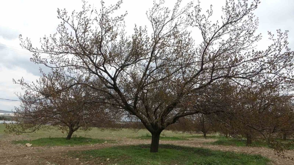 Malatya’da ağaçlarını kurtarmak için budama yapıyorlar