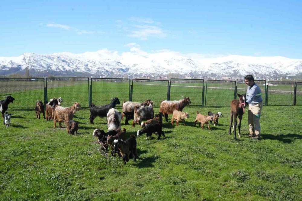 Muş'ta annesi ölen tay, yavrusunu kaybeden keçiden süt emerek hayatta kaldı