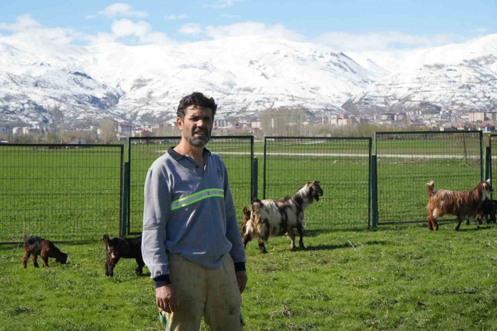 Muş'ta annesi ölen tay, yavrusunu kaybeden keçiden süt emerek hayatta kaldı