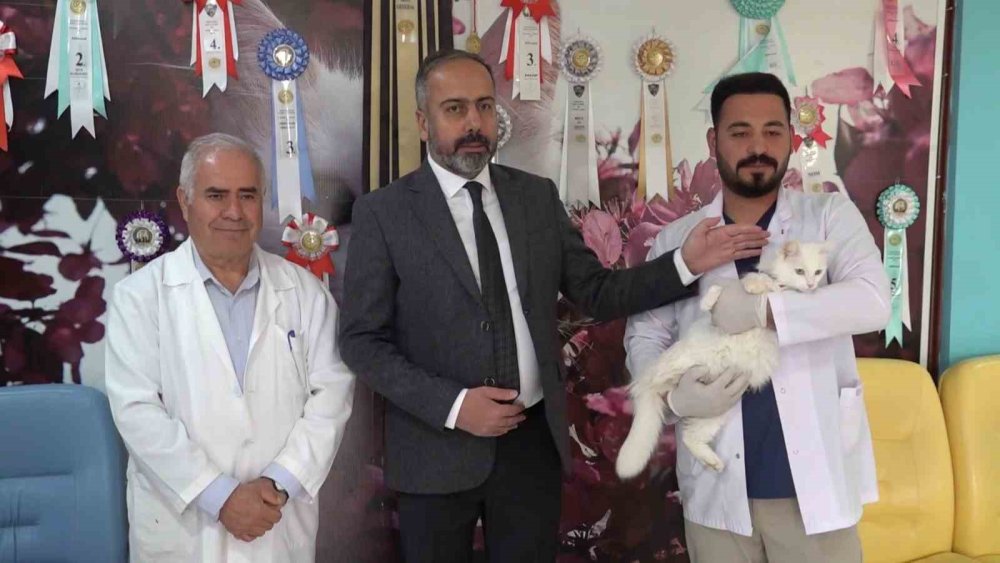 Van kedisi ‘Su’ 5 yavru doğurdu