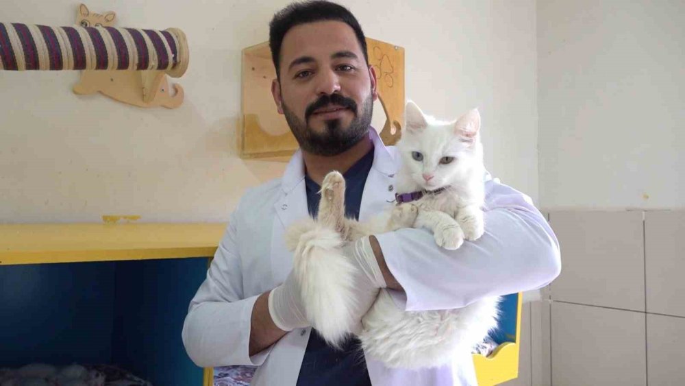 Van kedisi ‘Su’ 5 yavru doğurdu