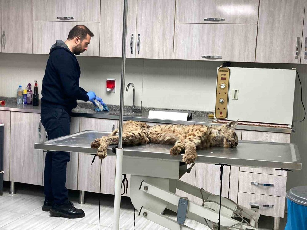 Bitlis’te bitkin halde bulunan vaşak koruma altına alındı