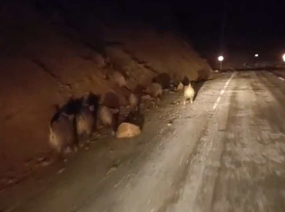 Yüksekova’da domuz sürüsü görüntülendi
