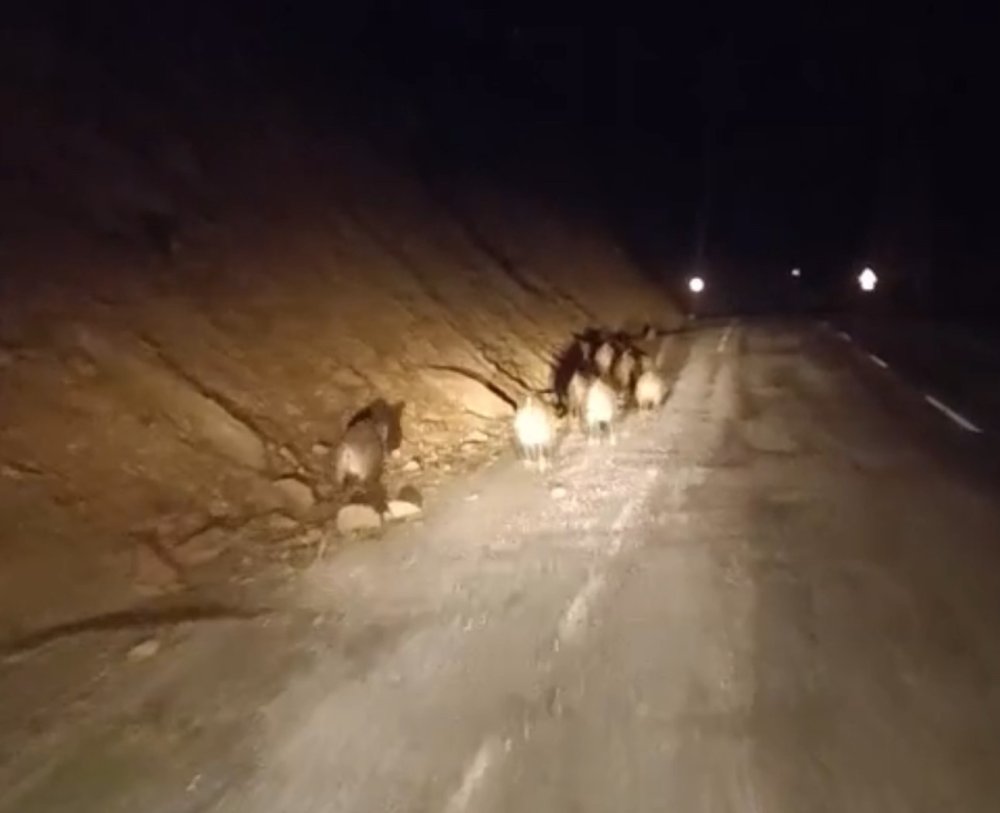 Yüksekova’da domuz sürüsü görüntülendi