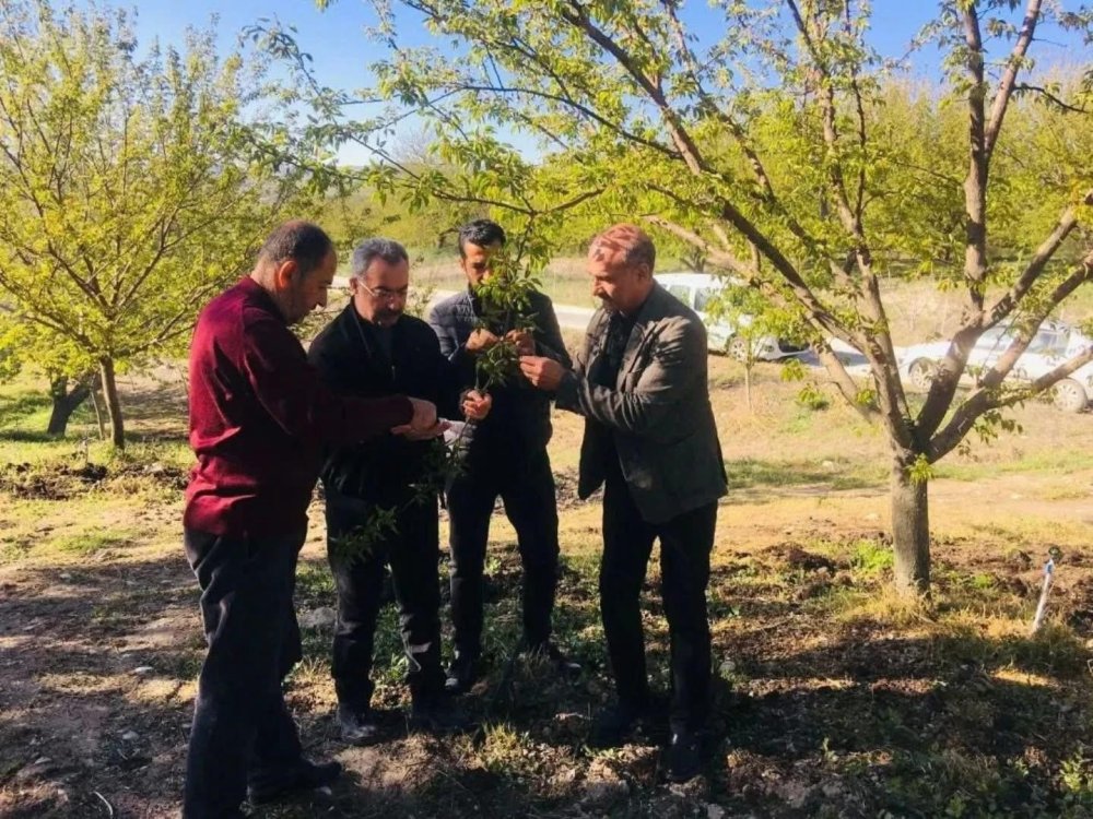 Elazığ'da dondan etkilenen meyve bahçelerinde inceleme