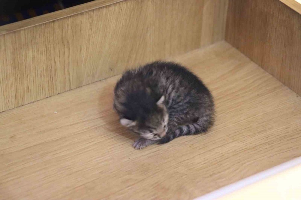 Oltu'da anne kedi yavrusunu çekmecede doğurdu