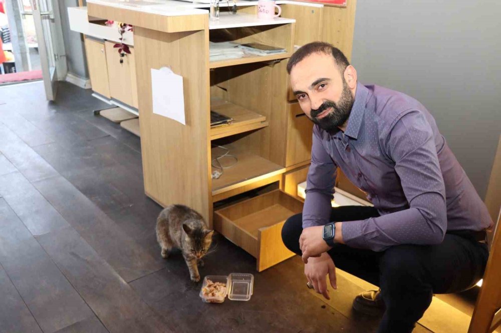 Oltu'da anne kedi yavrusunu çekmecede doğurdu