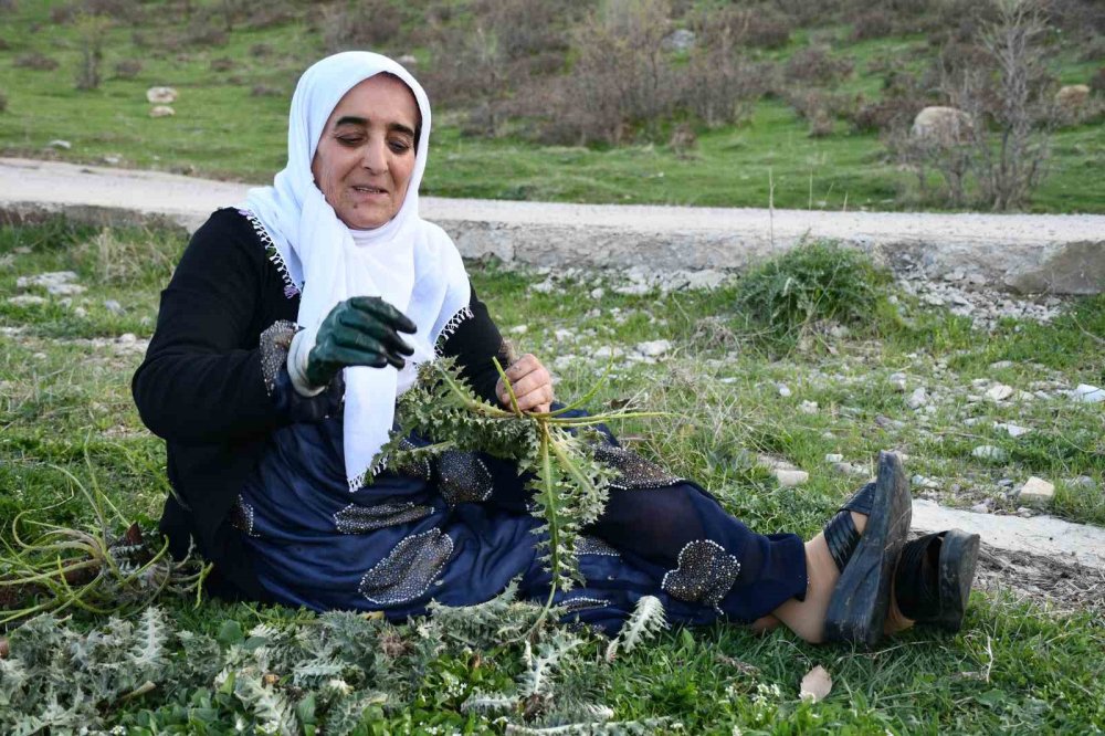 Vatandaşlar Herekol Dağı’nda pancar topladı