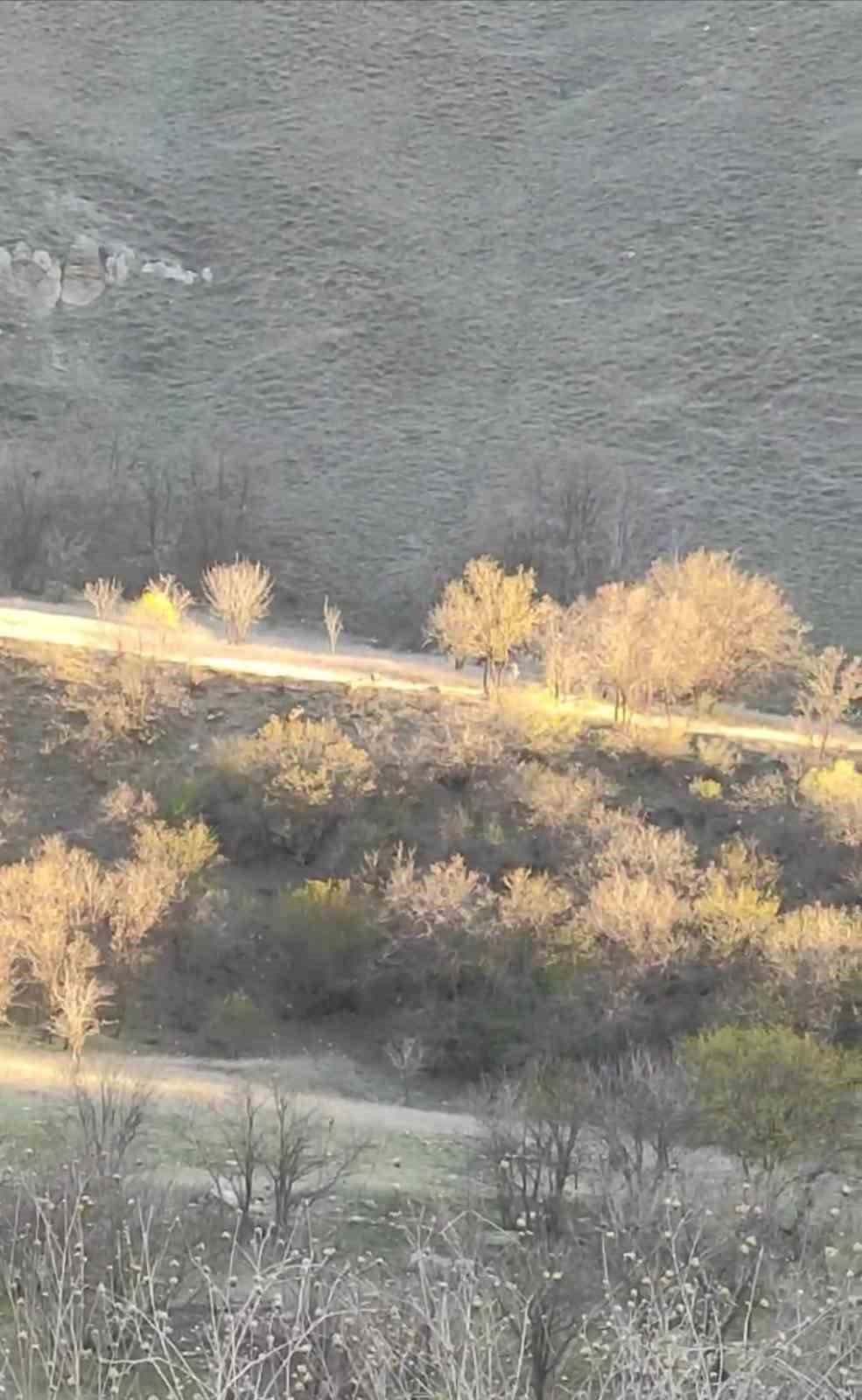 Yüksekova’da domuz sürüsü görüldü