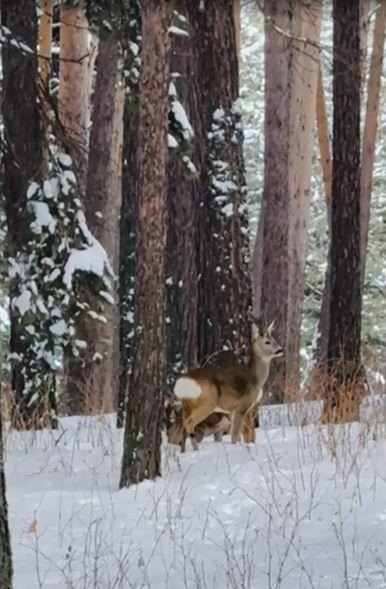 Ardahan’da ormanlık alanda karacalar görüldü