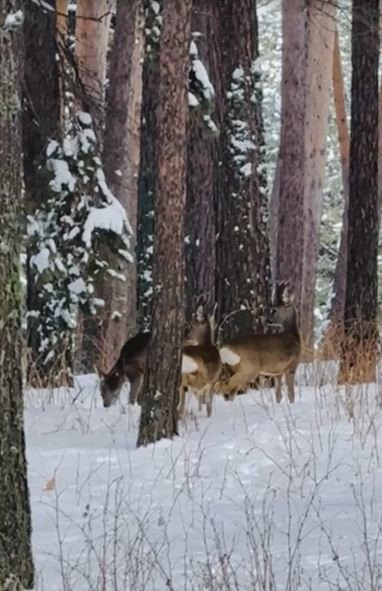 Ardahan’da ormanlık alanda karacalar görüldü