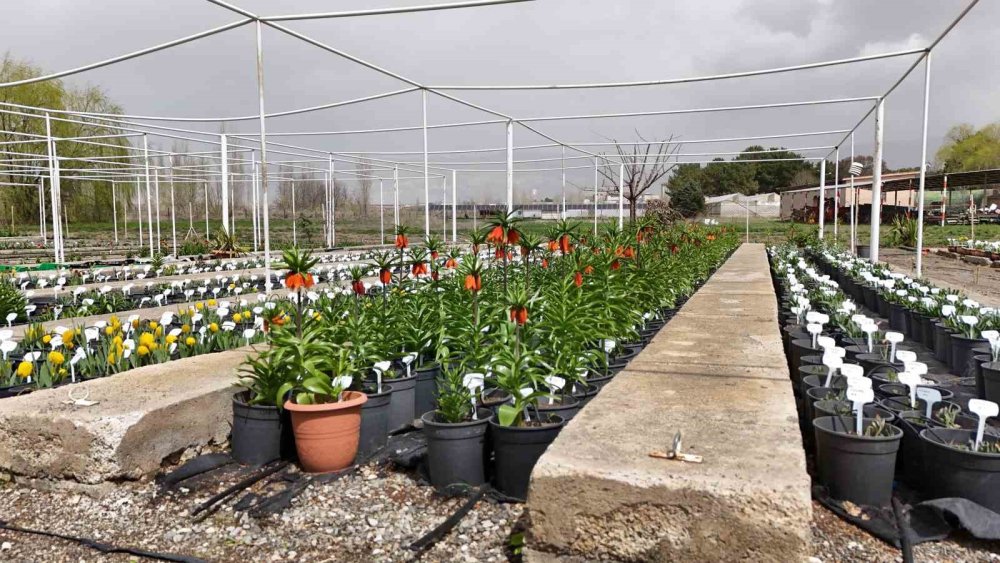 Britanyalı bilim insanları Erzincan'da ters laleleri inceledi