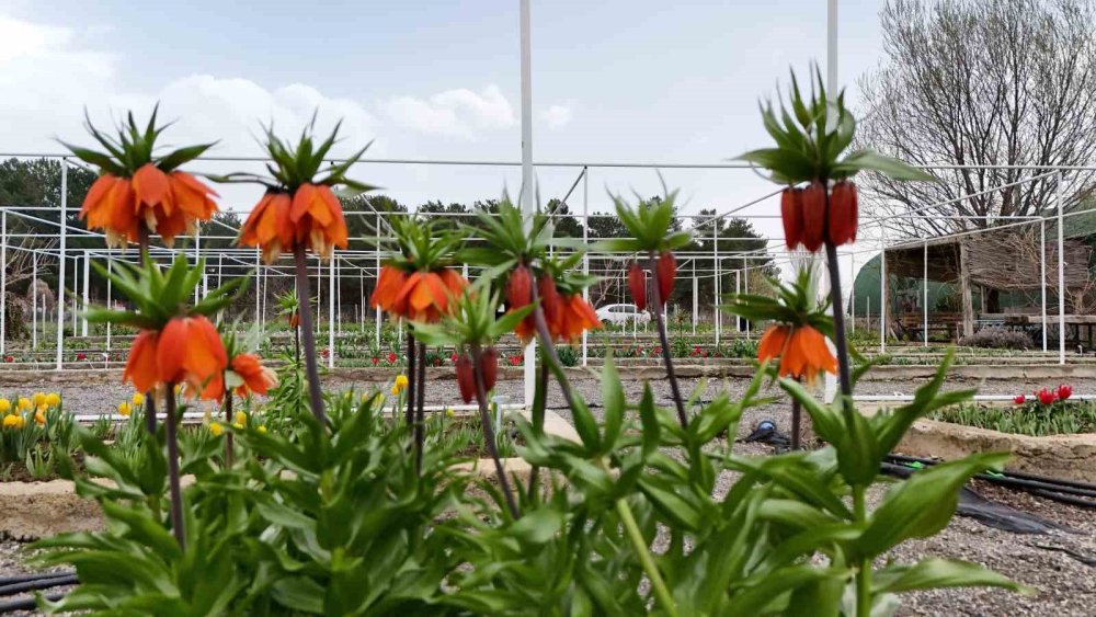 Britanyalı bilim insanları Erzincan'da ters laleleri inceledi