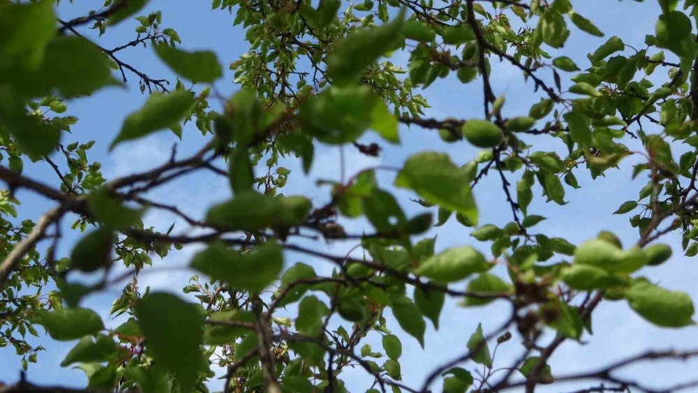 Malatya'da ağaçlara su püskürtülerek uygulanan buzlama yöntemi zirai donu engelledi
