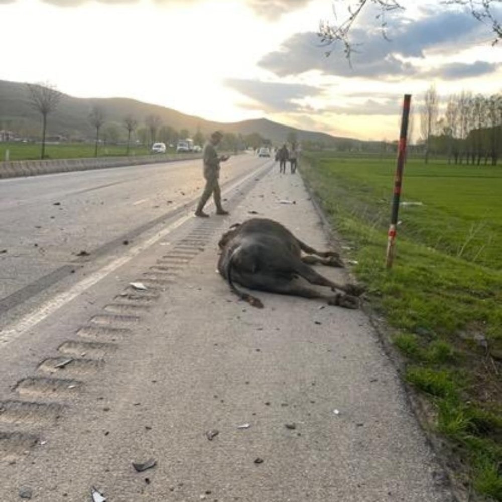 Otomobil hayvana çarptı: 1 kişi yaralandı