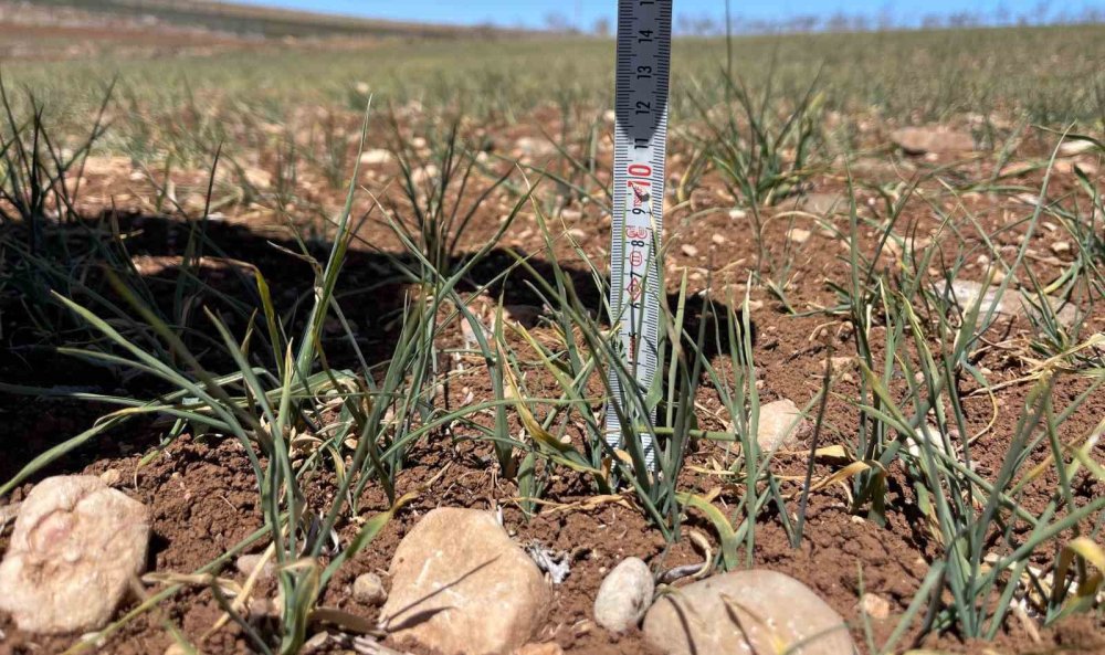 Urfa’da kuraklık alarmı