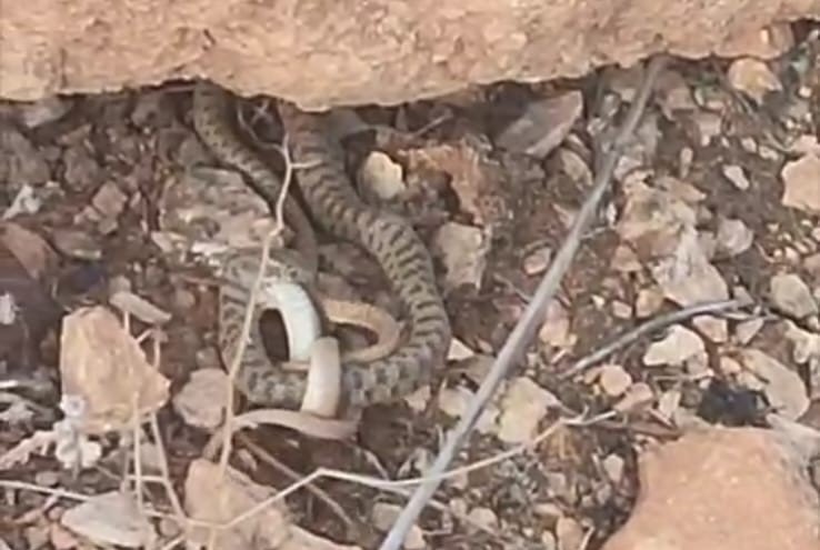 Engerek yılanını avlanırken görüntülediler
