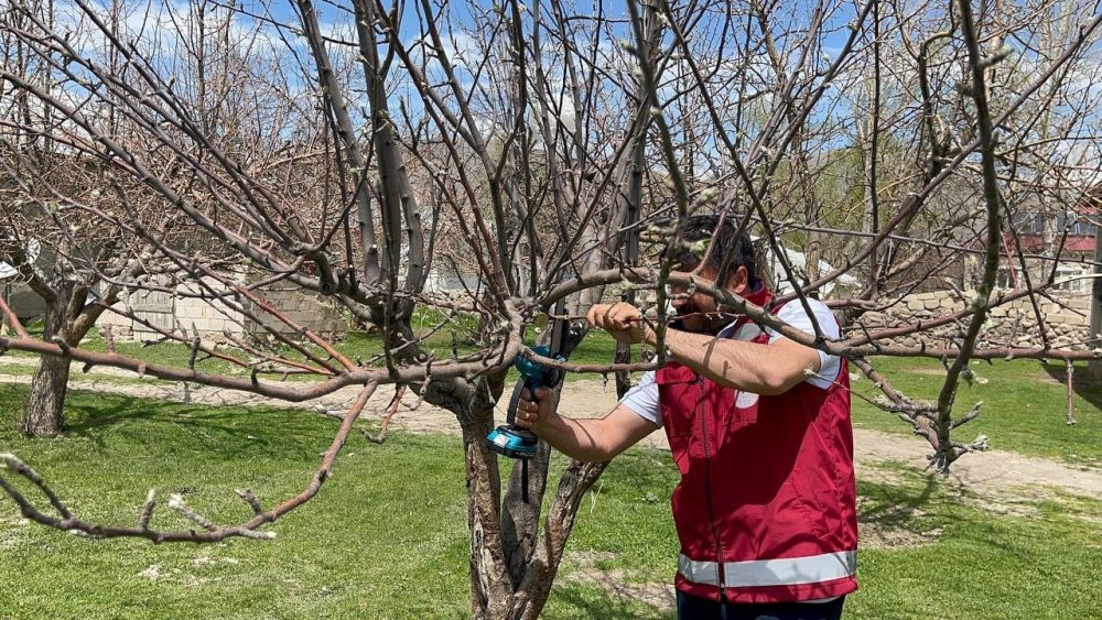 Muradiye'de meyve ağaçları için budama eğitimi verildi